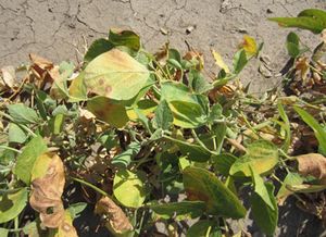 uploads/images/disease/Alternaria blight  of soy bean.jpg